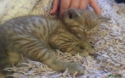 Mixed Breed cats for sale: Kittens  - Image 9