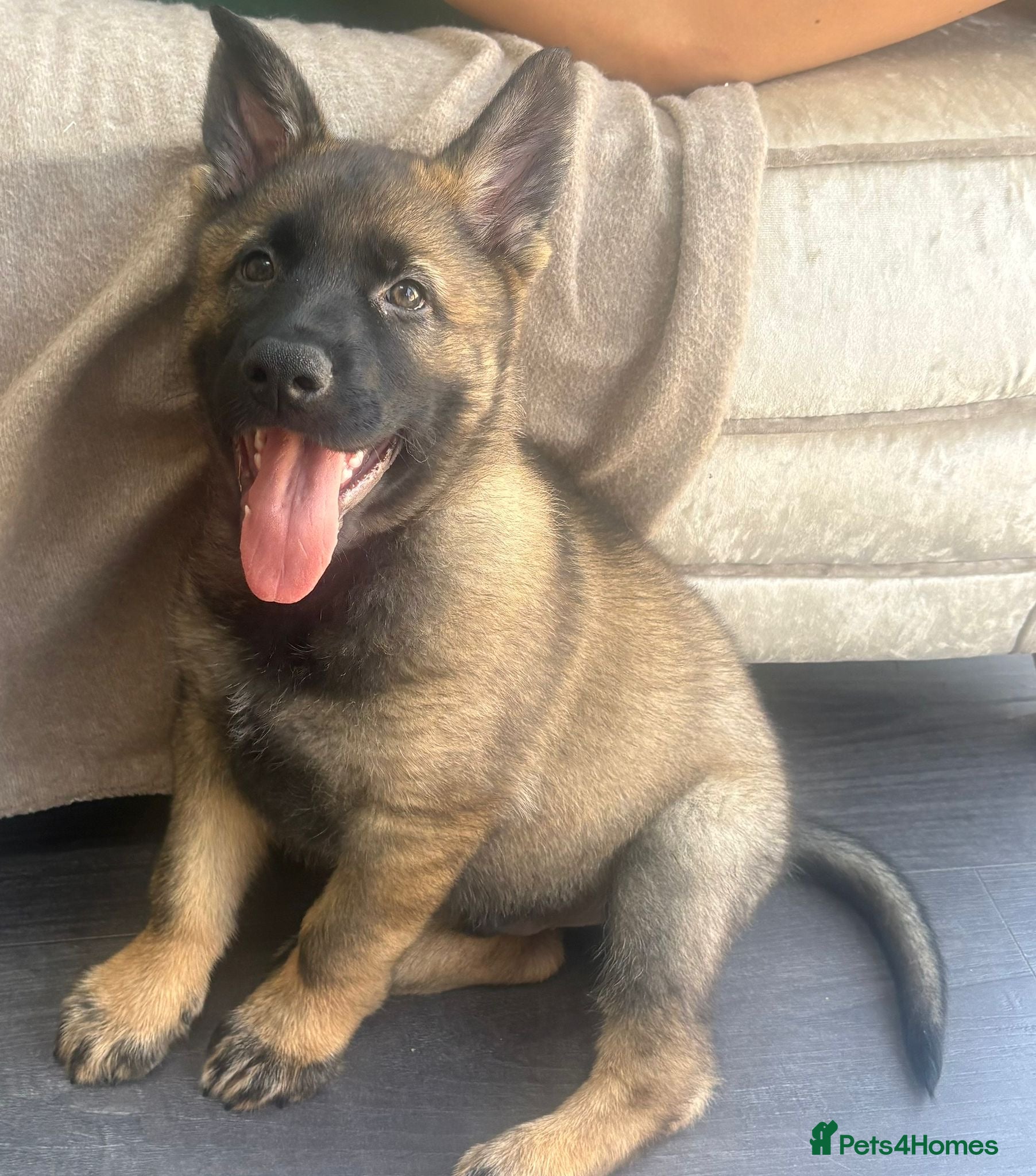 German Shepherd dogs READY TO LEAVE: sable male available   - Advert 1