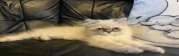Persian cats for sale: Ready Now -  playful colourpoint Persian kitten(M) - Advert 13