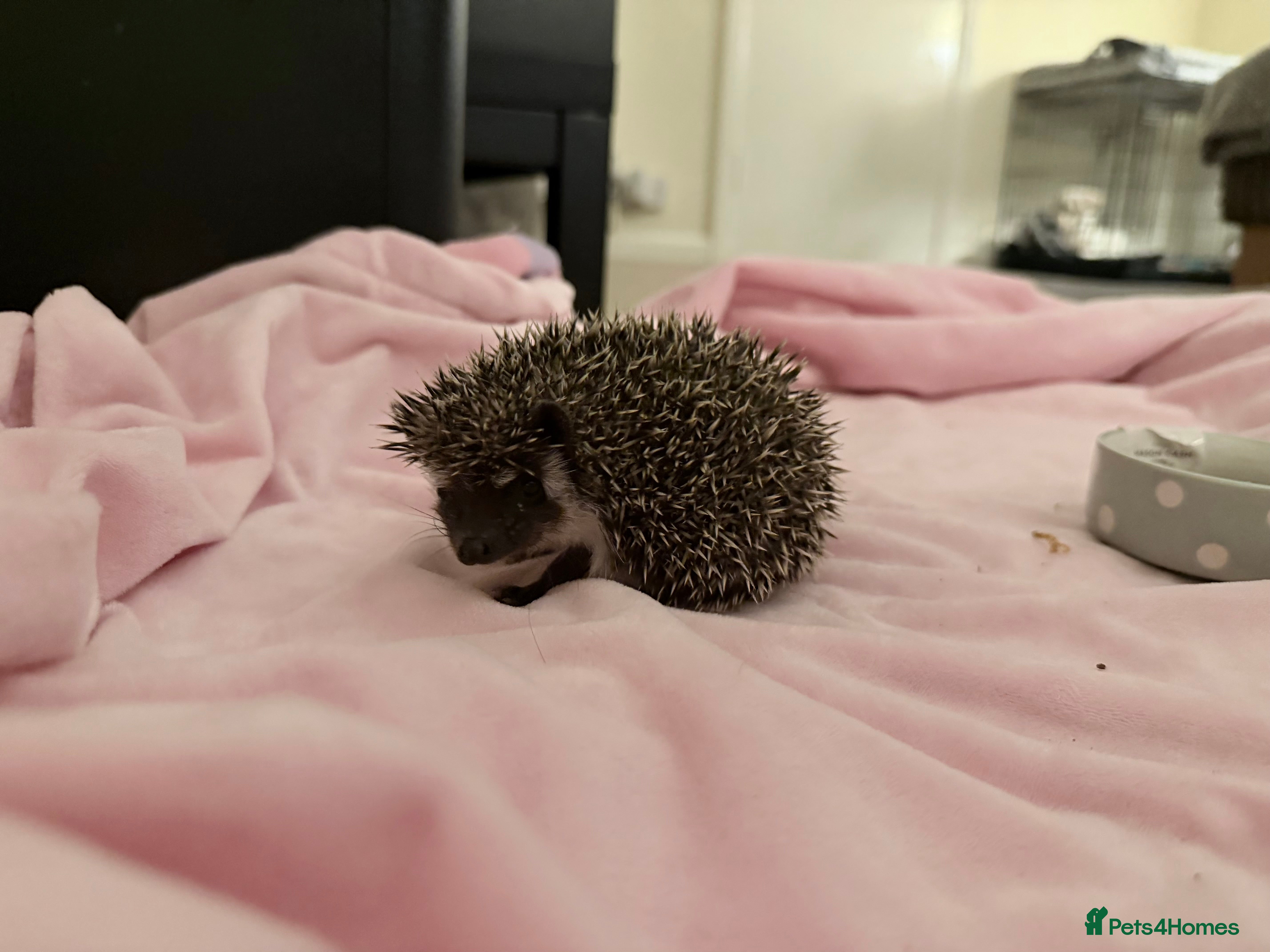 Pygmy Hedgehog rodents Baby male African Pygmy hedgehog  - Advert 10