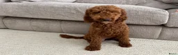 Mixed Breed dogs for sale: Poodles Pedigree -  Toy / Miniature  - Advert 9