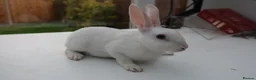 Rex rabbits for sale: Mini Rex BEW Rabbits - Advert 17