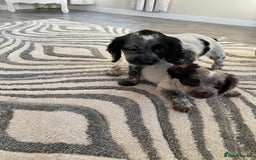 Cocker Spaniel dogs for sale: Healthy puppies - Image 23