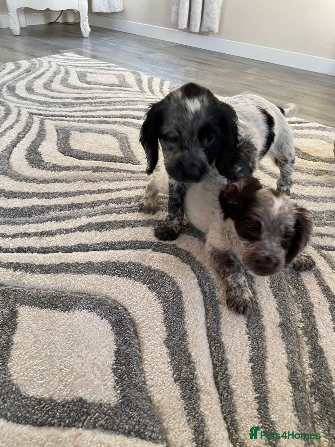 Cocker Spaniel dogs for sale: Healthy puppies - Image 23