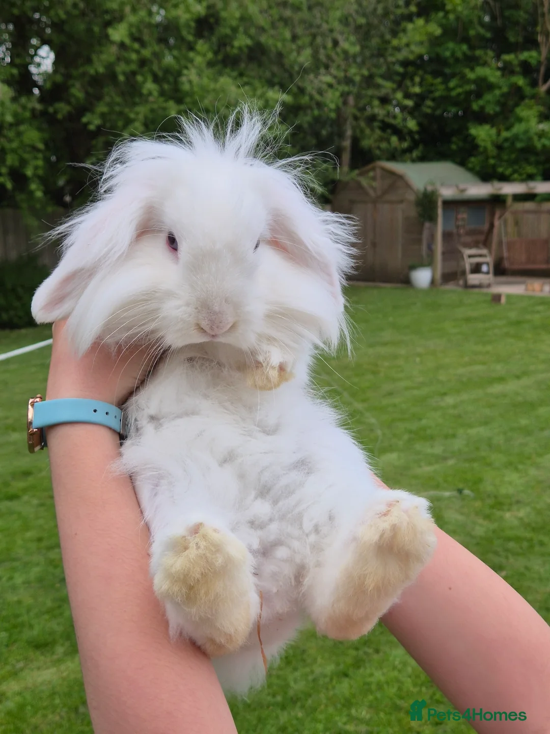 Mini Lion Lop rabbits for sale: Pair of beautiful pure white brothers in East Grinstead - Advert 2