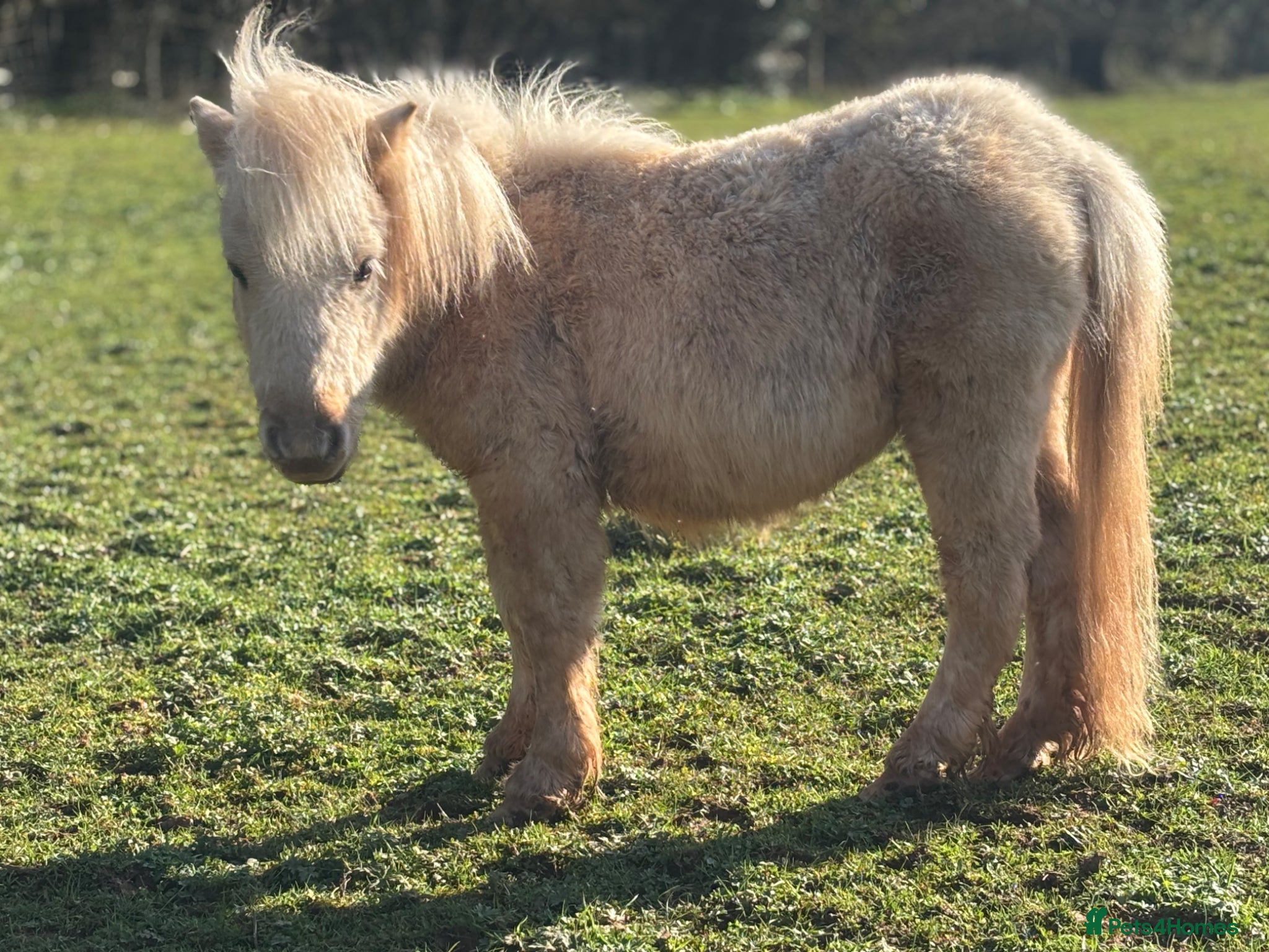 Shetland pony horses Palomino Miniature Shetland Colt - Advert 2