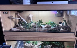 Python Snake reptiles for sale: Pied Ball Python and full set up - Image 2