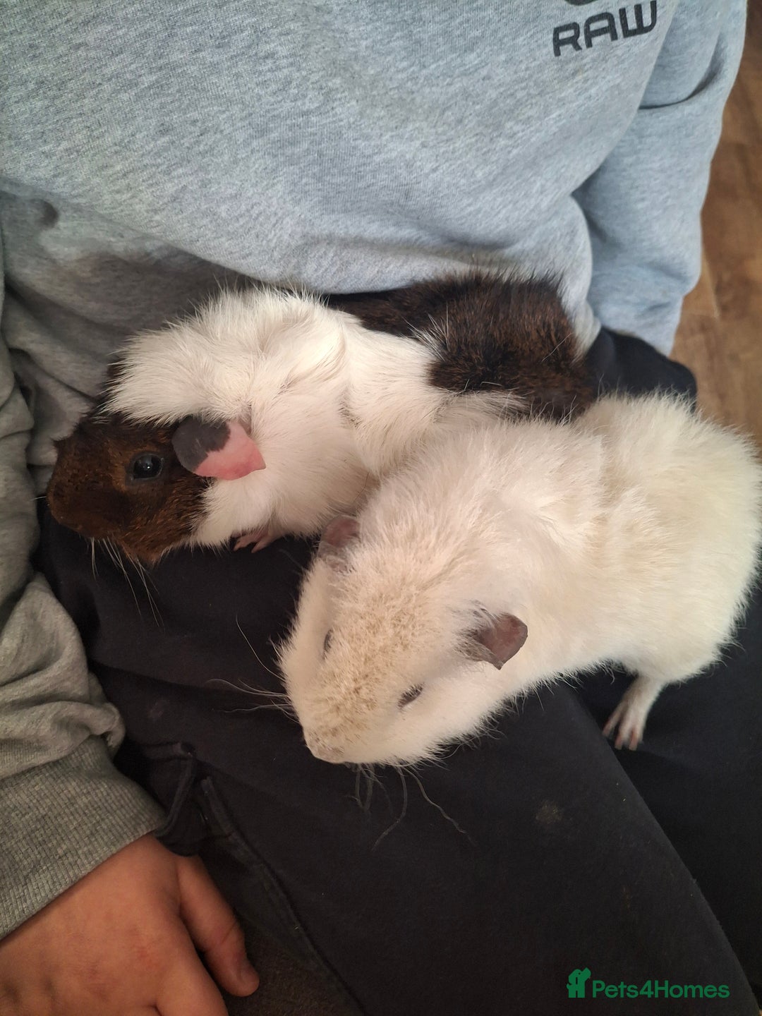 Guinea Pig rodents for sale: Guinea pigs and huge set up (huge deal) - Advert 3
