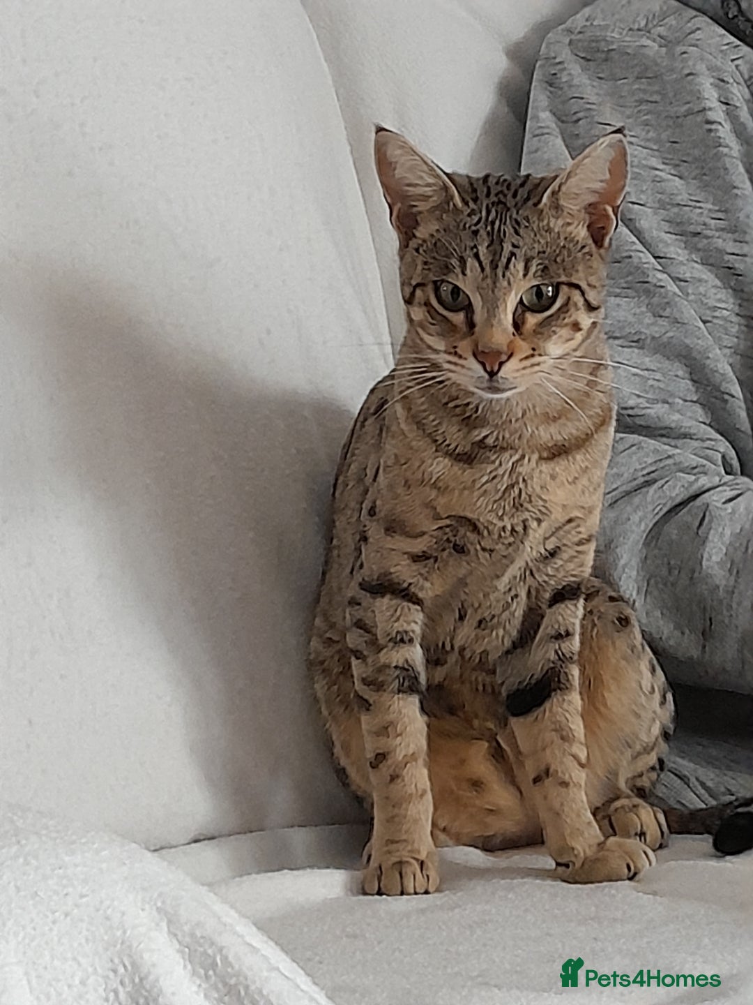 Savannah cats for sale: ACTIVE TICA Reg F3 Pedigree Savannah Lady TICA Reg - Image 12