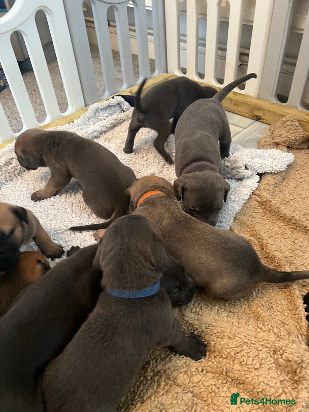 Cane Corso dogs for sale: Cane corsos puppies  - Advert 10