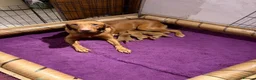 Labrador Retriever dogs for sale: KC Health Tested Fox Red Labrador Puppies - Advert 10