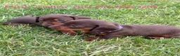Miniature Dachshund dogs for sale: Beautiful miniature dachshund puppies available  - Advert 22