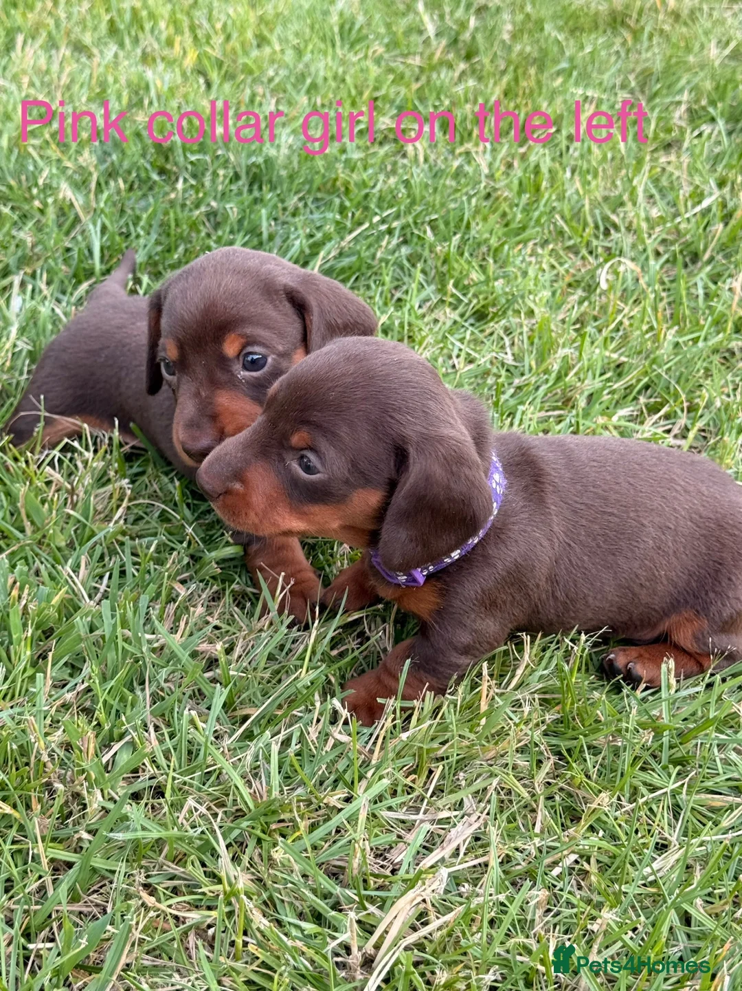 Miniature Dachshund dogs for sale: Beautiful miniature dachshund puppies available  - Advert 22