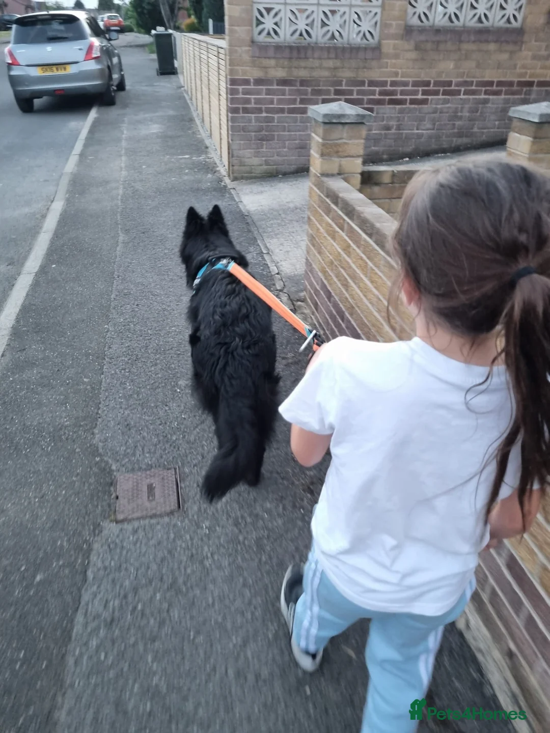 German Shepherd dogs for sale: Beautiful Rare German Shepherd Puppies  - Advert 14