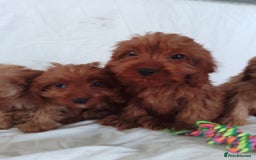 Cavapoo dogs for sale: Cavapoo - Image 7