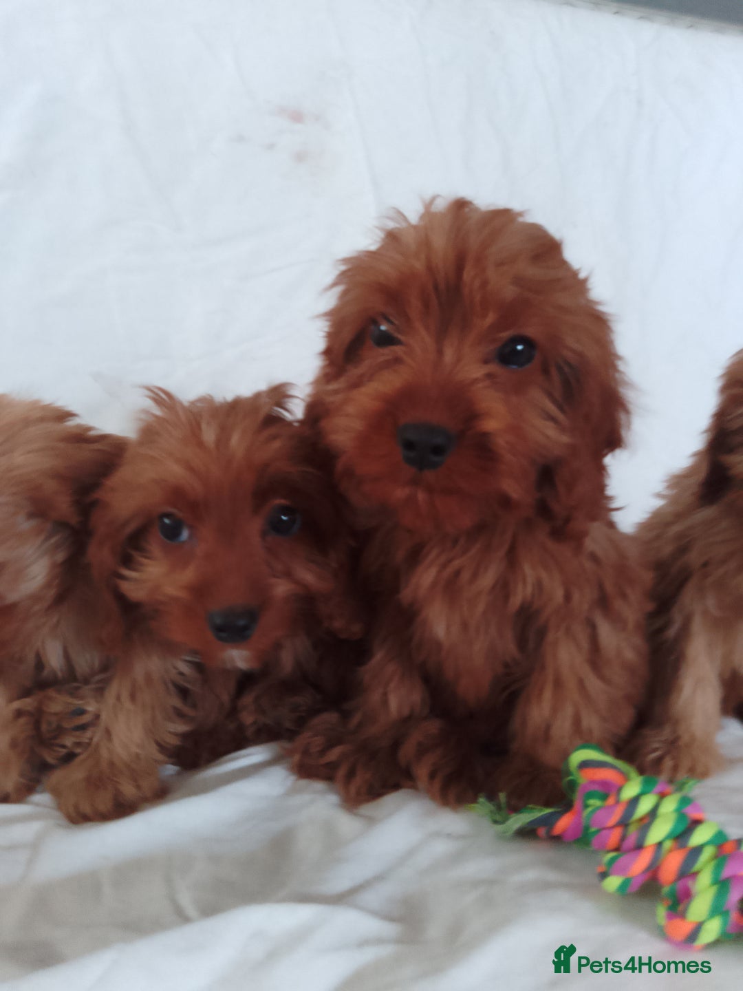 Cavapoo dogs for sale: Cavapoo - Image 7