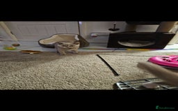 British Shorthair cats for sale: Rare lilac British Short Hair Kitten (Female)  - Image 10