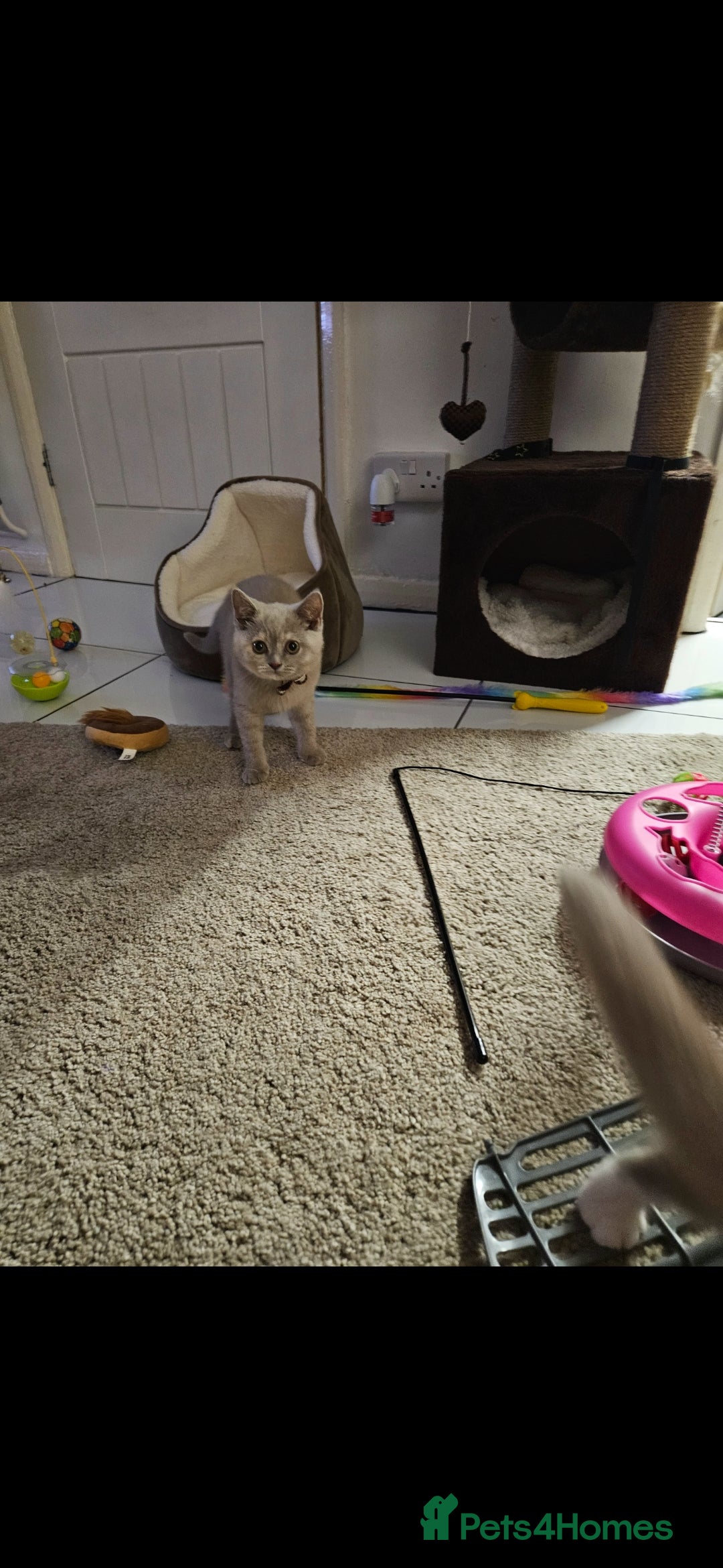 British Shorthair cats for sale: Rare lilac British Short Hair Kitten (Female)  - Image 10