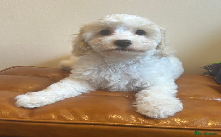Cavapoochon dogs - Advert 7