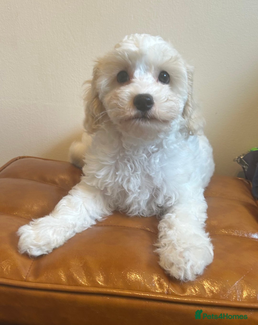Cavapoochon dogs for sale: Fully DNA tested Cavapoochons  - Image 5
