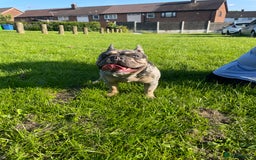 French Bulldog dogs for stud: French bull dog Merle stud  - Image 5