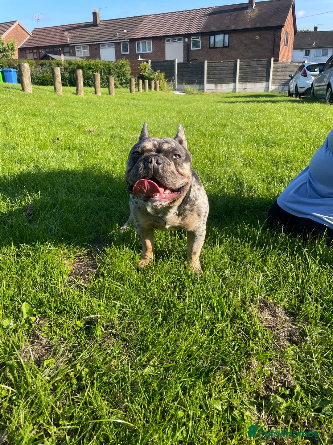 French Bulldog dogs for stud: French bull dog Merle stud  - Image 5