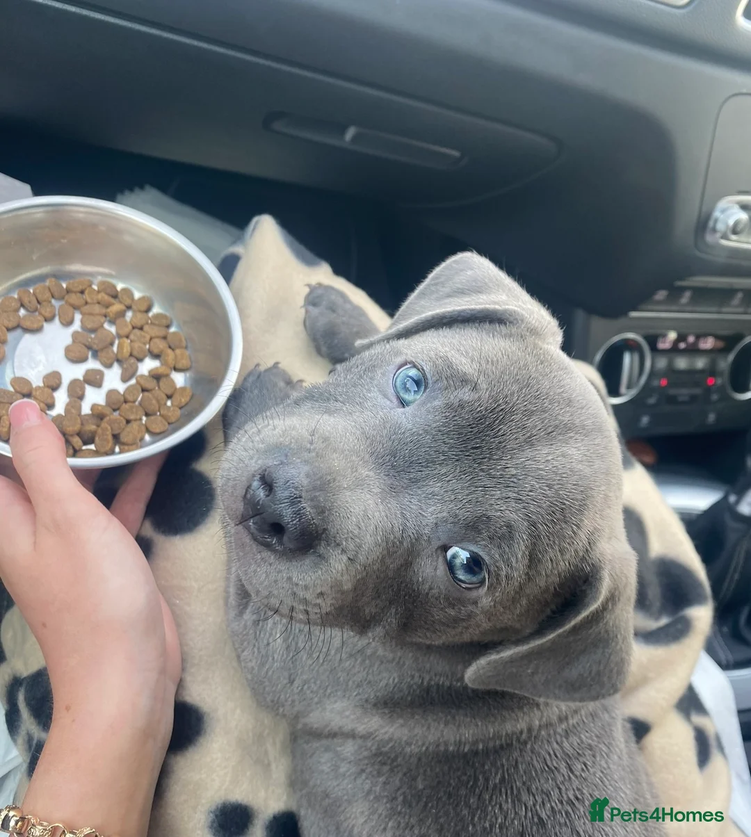 Staffordshire Bull Terrier dogs for stud: Blue Staffordshire bull terrier STUD in Preston - Advert 7