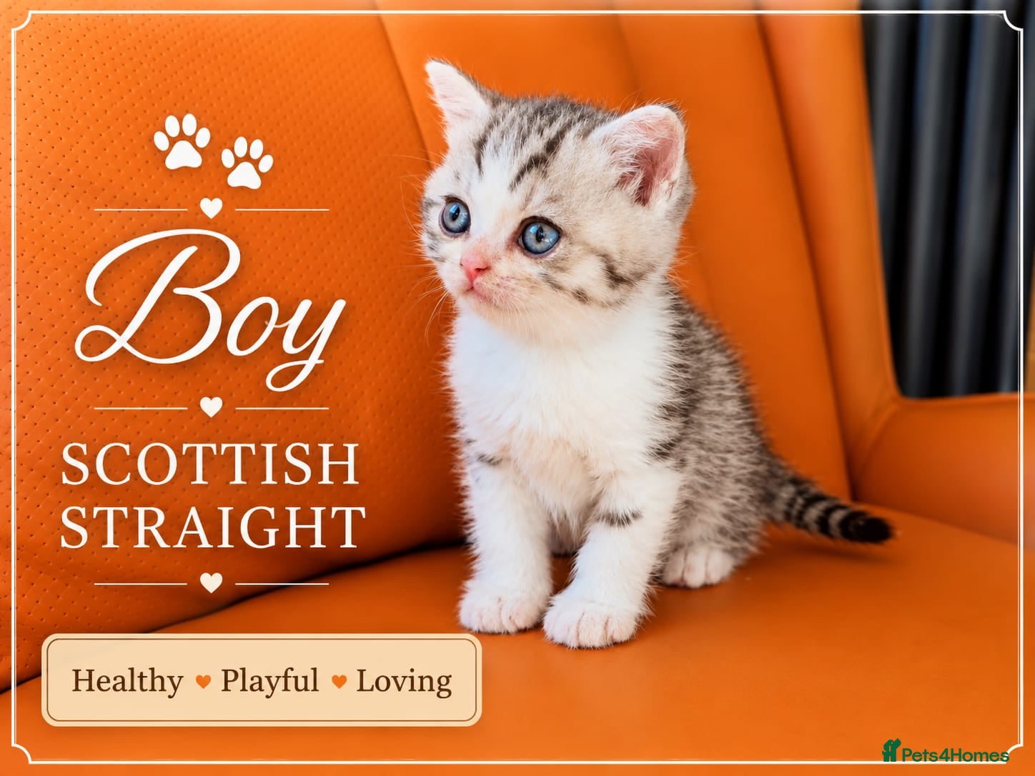 Scottish Fold cats for sale: Scotish Fold Kittens - Advert 8