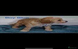 Cockapoo dogs for sale: Gorgeous F1 B cockapoos for sale - Image 6