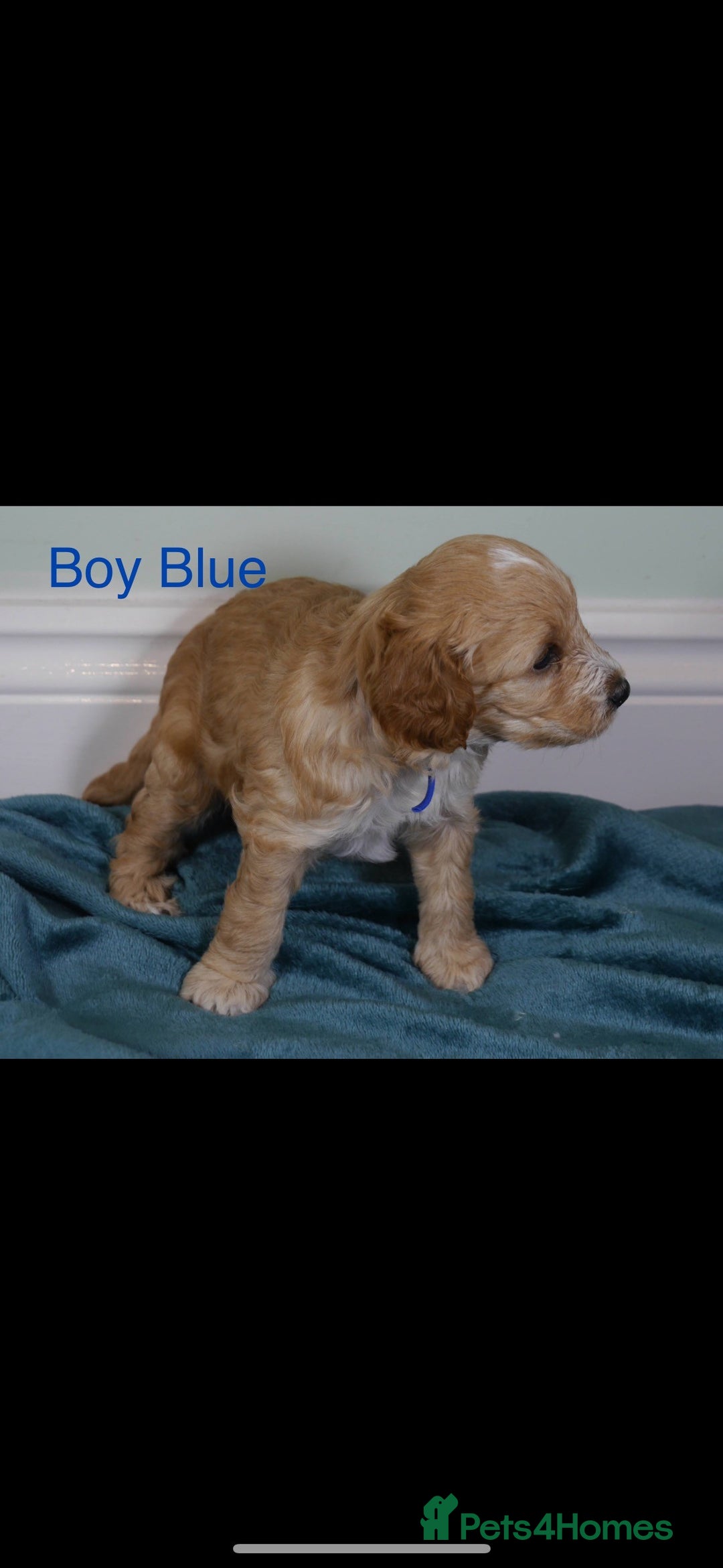 Cockapoo dogs for sale: Gorgeous F1 B cockapoos for sale - Image 6