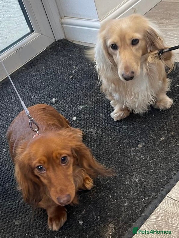 Dachshund dogs for sale: Last 2 Miniature longhaired dachshund Puppies - Advert 33