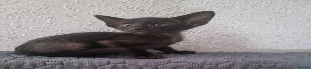 Oriental Kitten 2