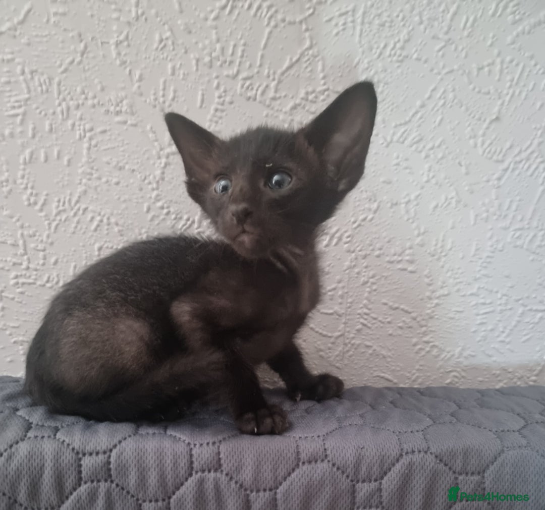 Oriental cats for sale: Oriental kittens - Image 4