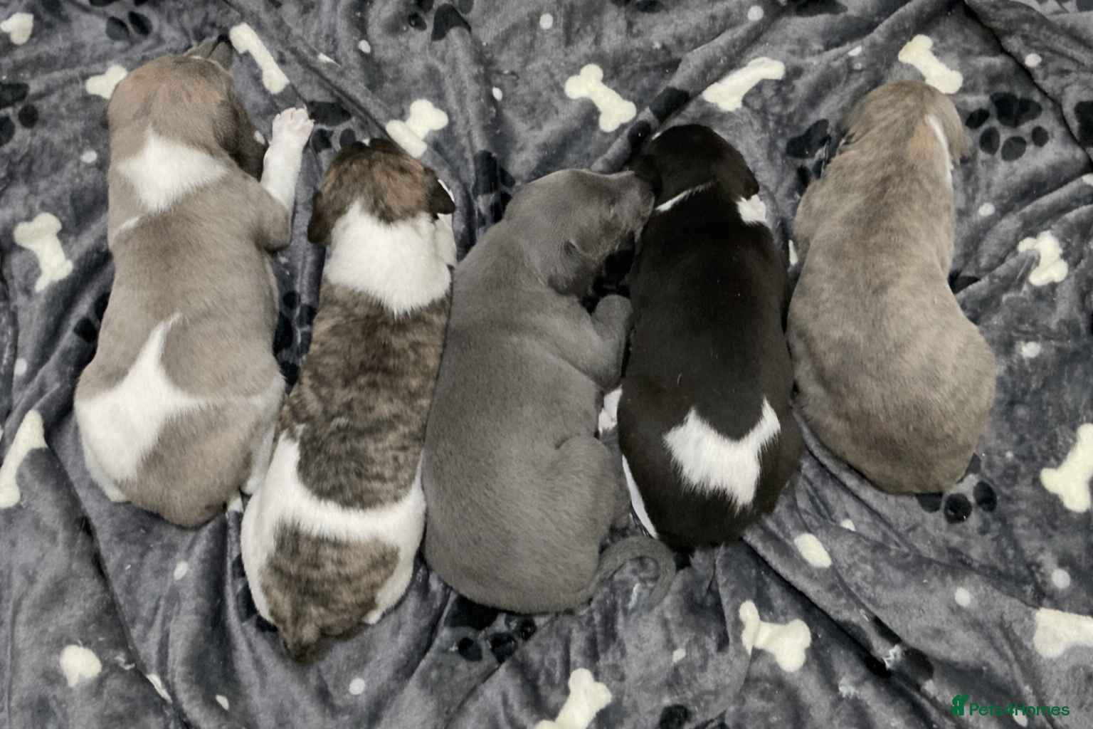 Whippet dogs WHIPPET PUPS KC REG - Advert 9