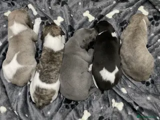 Whippet dogs WHIPPET PUPS KC REG - Advert 9