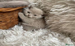 British Shorthair cats for sale: CHAMPION HERITAGE BABIES  - Image 7