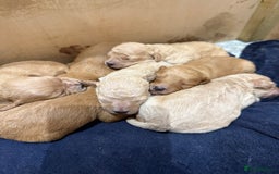 Mixed Breed dogs for sale: Cavachon Puppies for Sale  - Image 5