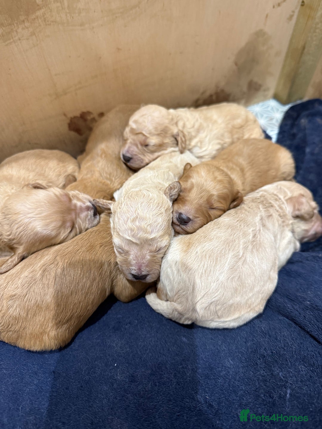 Mixed Breed dogs for sale: Cavachon Puppies for Sale  - Image 5