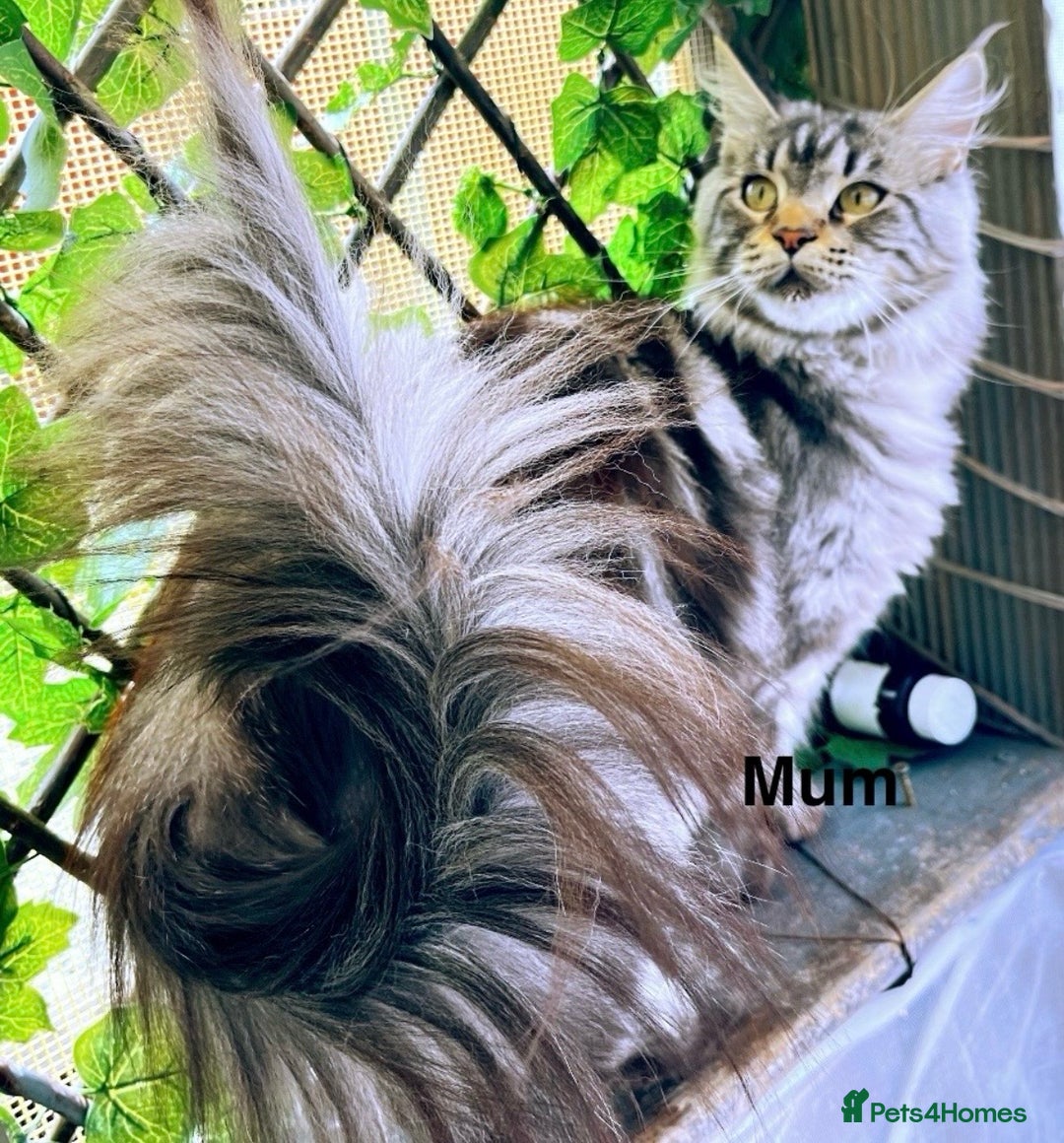 Maine Coon cats for sale: XXL Maine Coon kittens 🔥rare Black Smoke  - Image 40