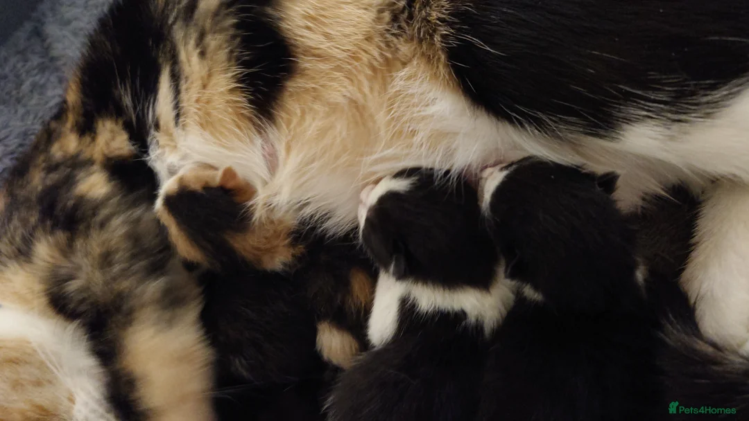 Mixed Breed cats for sale: kittins for sale to a really good home  in Alcester - Advert 2