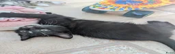 Mixed Breed cats for sale: Three kittens looking for new home - Advert 2
