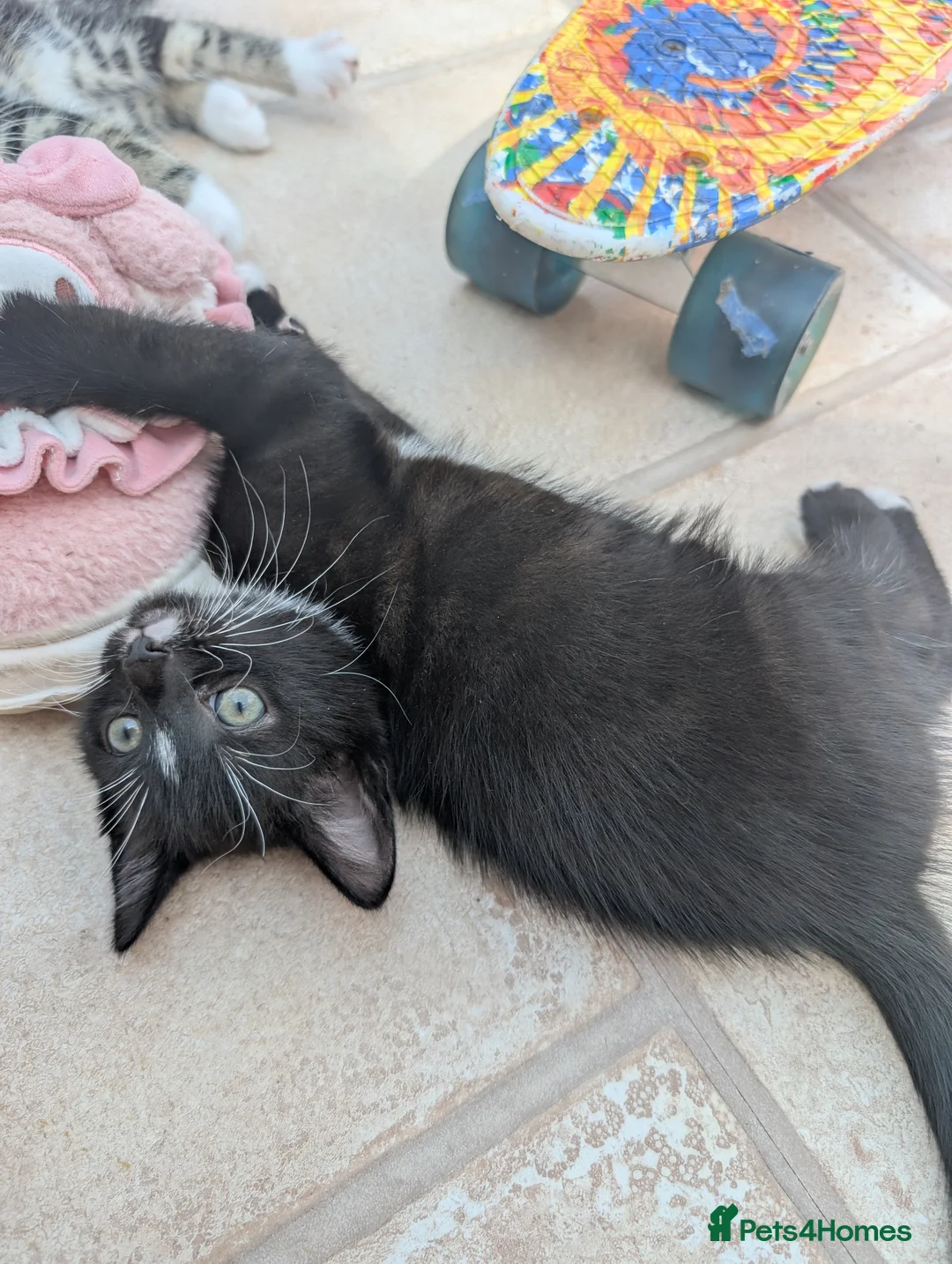 Mixed Breed cats for sale: Three kittens looking for new home - Advert 2