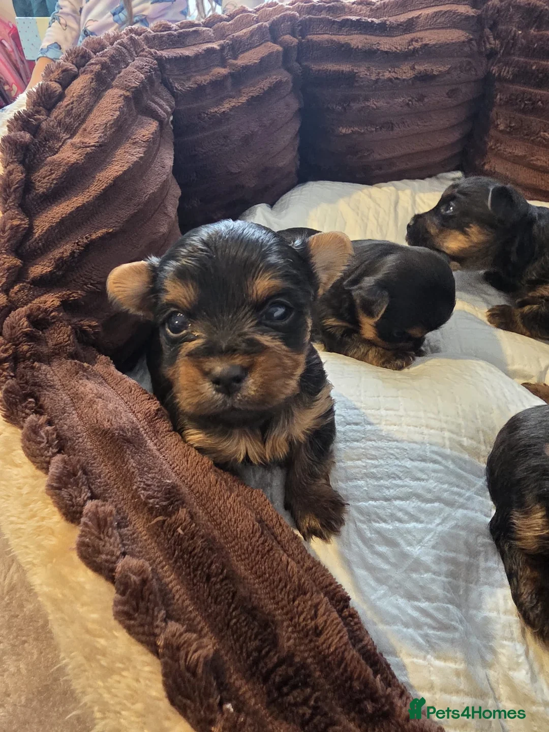 Yorkshire Terrier dogs for sale: Yorkshire Terrier mini  - Advert 5