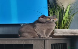 British Shorthair cats for sale: Beautiful Blue GCCF Female, Health Tested  - Image 4