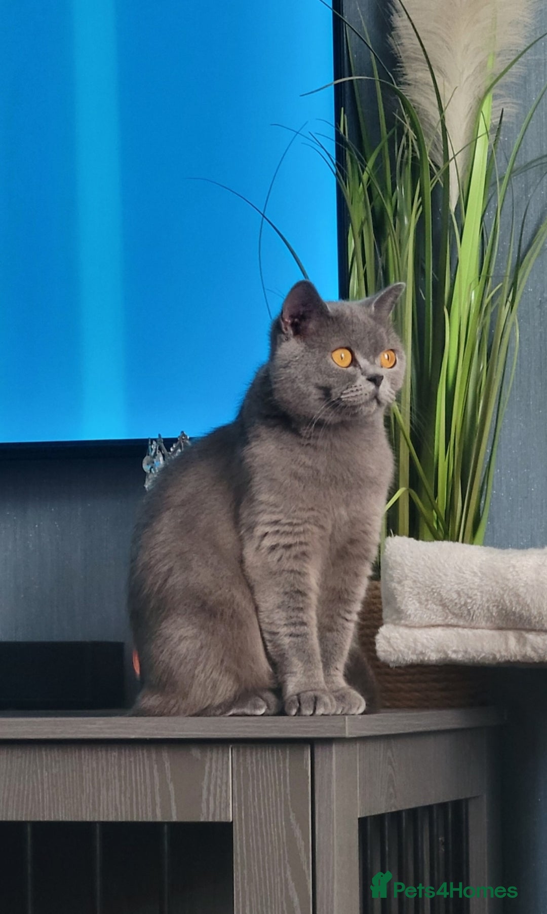 British Shorthair cats for sale: Beautiful Blue GCCF Female, Health Tested  - Image 4
