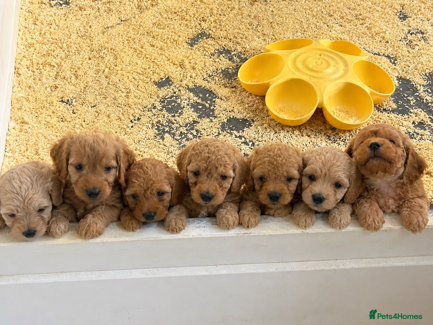 Cockapoo dogs Unique litter f1b some very curly miniaturecockapo - Advert 14