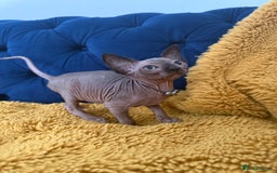Sphynx cats for sale: Last FEMALE AVAILIBLE NOW!Parents HCM Clear  - Image 19