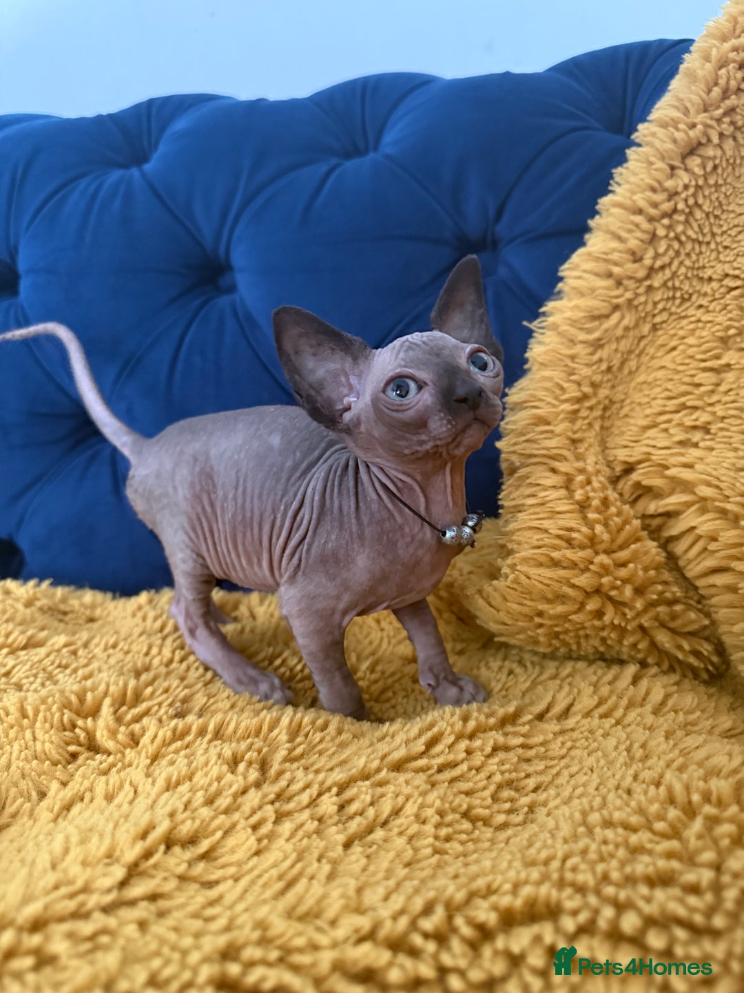 Sphynx cats for sale: Last FEMALE AVAILIBLE NOW!Parents HCM Clear  - Image 19