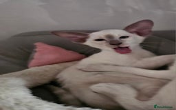 Siamese cats for sale: Two Male Siamese Kittens Looking for New Slaves - Image 9