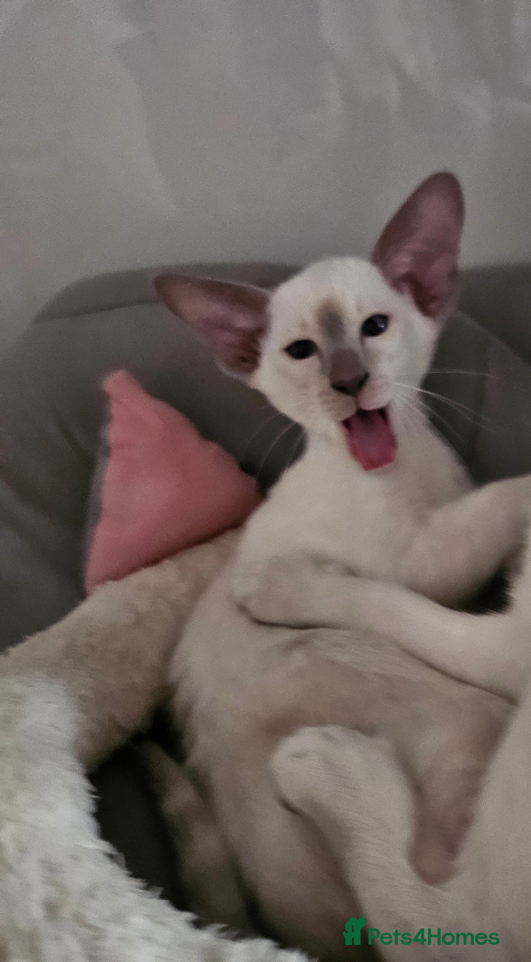 Siamese cats for sale: Two Male Siamese Kittens Looking for New Slaves - Image 9